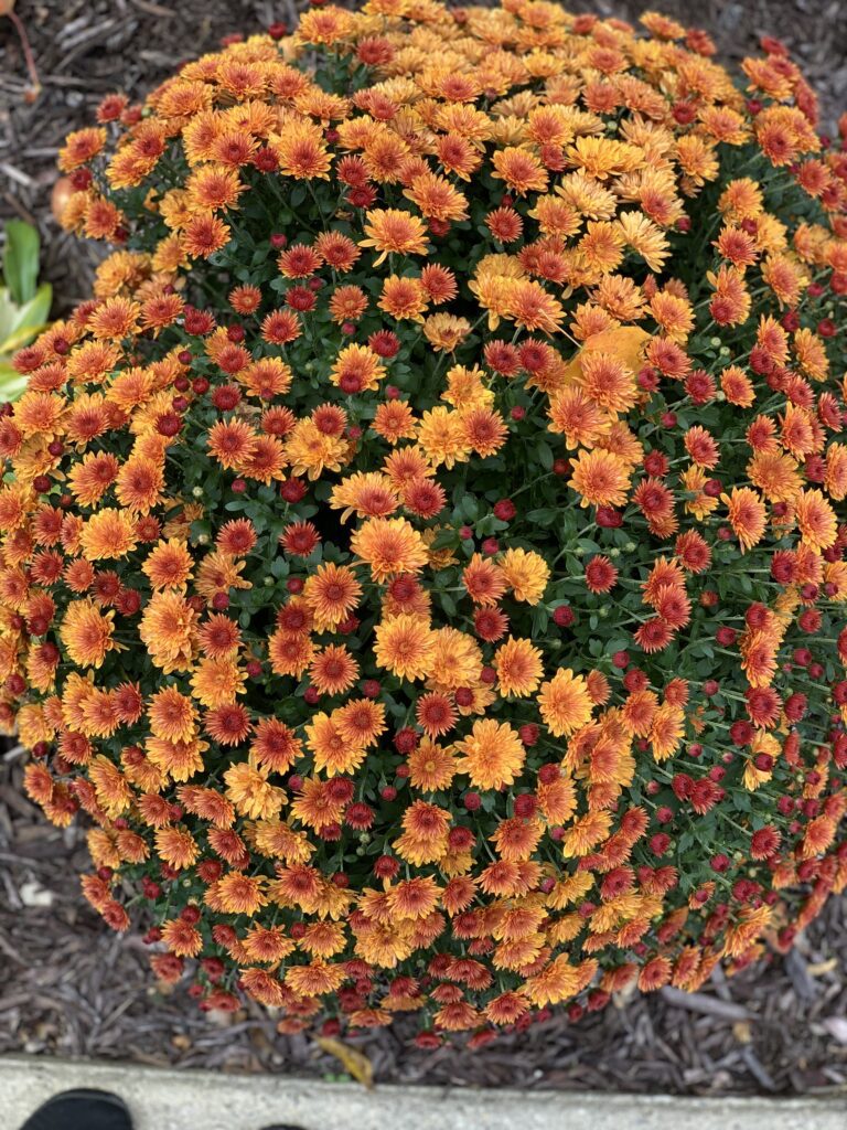 Mum flower