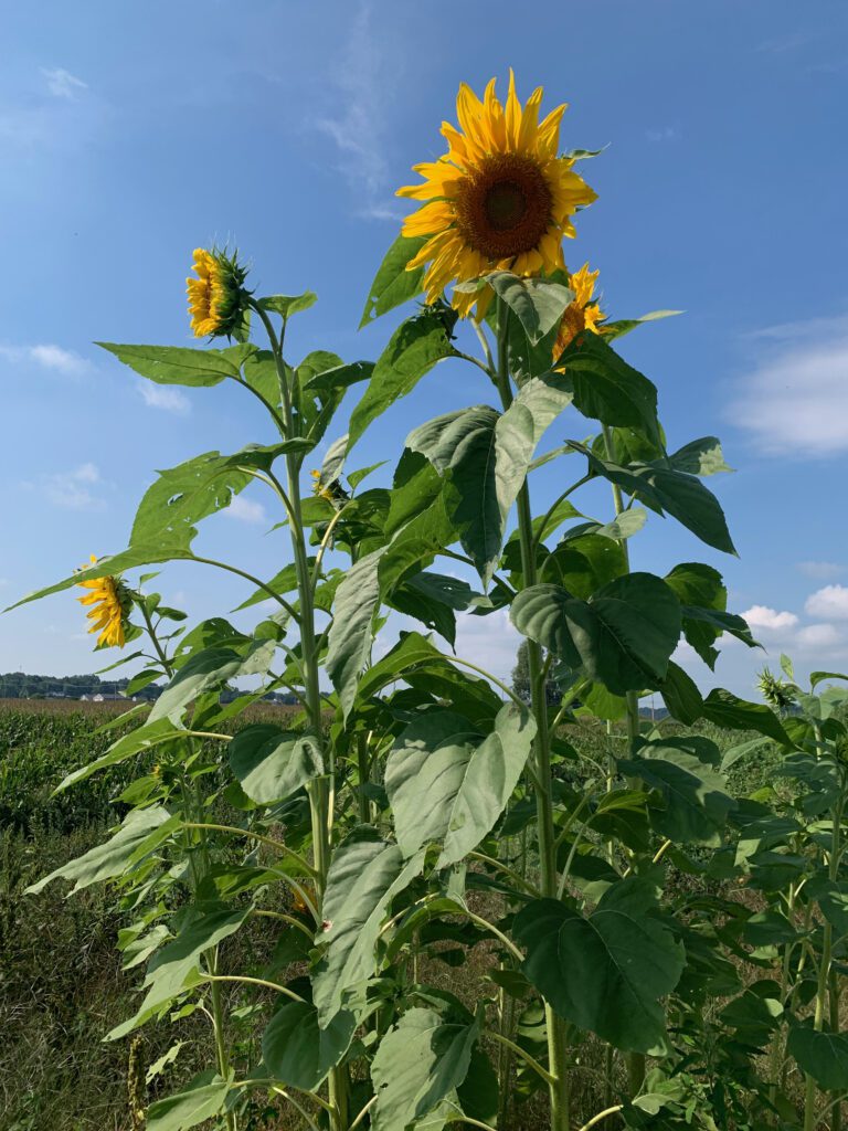 Sunflowers