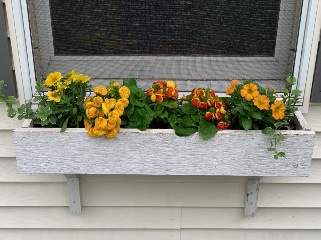 Window Boxes