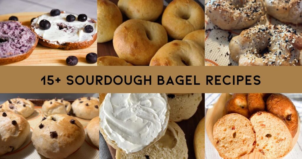 15+ Sourdough Bagel Recipes with 6 pictures of different flavored bagels